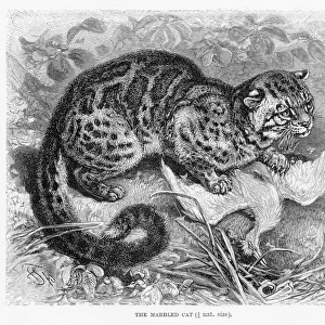 Cats (Wild) Gallery: Marbled Cat