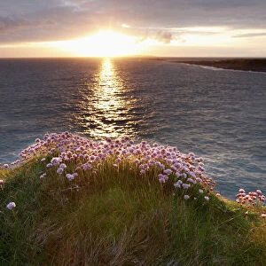 Marsh Daisy (Armeria maritima), coast at Doolin, County Clare, Ireland, Europe
