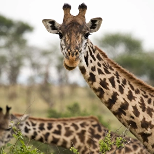 Two Masai giraffes