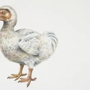 Mauritian Dodo (Raphus cucullatus), compact bird with curved, brown bill and brown feet, side view