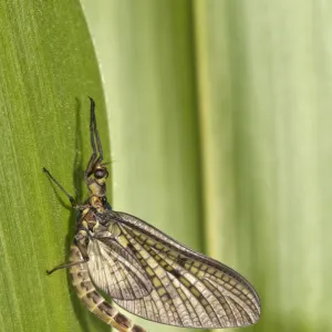 Mayfly or Green Drake -Ephemera danica-, Untergroeningen, Baden-Wuerttemberg, Germany, Europe