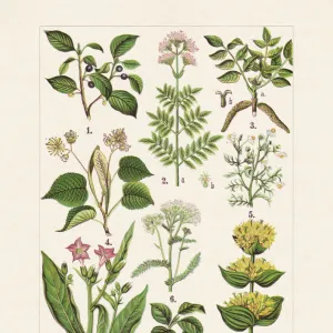 Medicinal and useful plants, chromolithograph, published in 1900