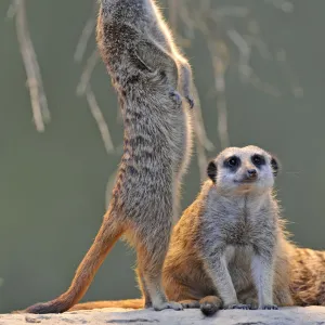 Meerkats (Suricata suricatta), adult and juvenile