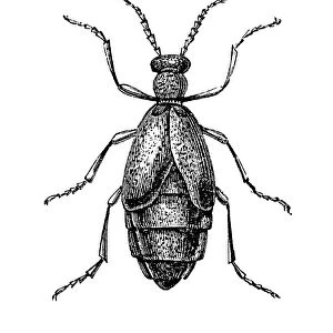 Meloe proscarabaeus is a European oil beetle