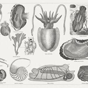 Mollusks Collection: Piddocks