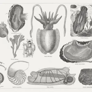 Mollusca, wood engravings, published in 1877