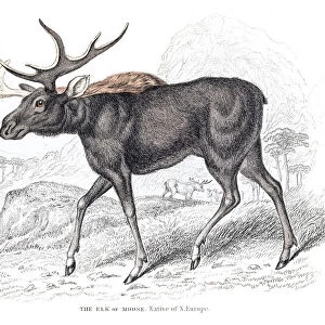 Moose engraving 1855