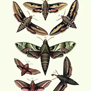 Caviidae Fine Art Print Collection: Porcellus