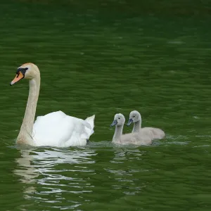 Mute Swan -Cygnus olor- swimming with two cygnets on Wichelsee lake, Sarnen, Switzerland, Europe