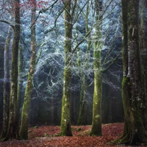 Into the Mystic - Scotland Forest