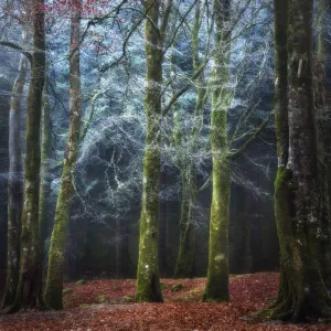 Into the Mystic - Scotland Forest