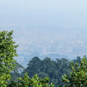 Native forest of Sintra Portugal