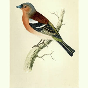 Finches Canvas Print Collection: Common Chaffinch