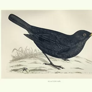 Thrushes Gallery: Common Blackbird
