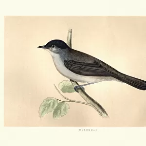 Old World Warblers Collection: Blackcap