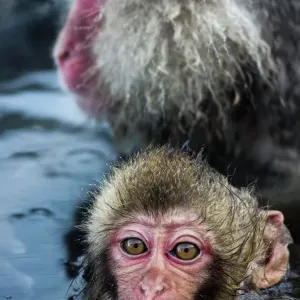 Prints of Funny Animal : Funny Animals