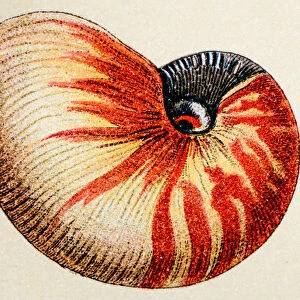 Nautilus pompilius, animals antique illustration