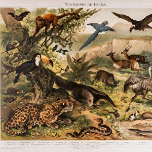 Neotropical Fauna Antique Lithograph 1896