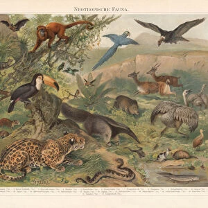 Neotropical realm (wildlife of Central and South America), published 1897
