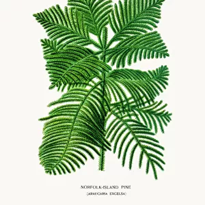 Realistic drawings Collection: Botanical illustrations
