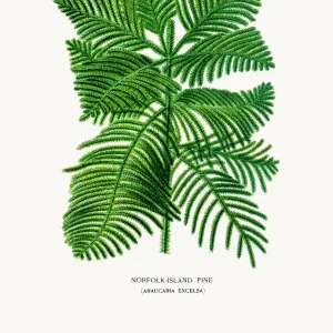 Realistic drawings Collection: Botanical illustrations