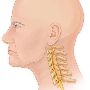 Normal lateral view of a mans head and neck with a skull