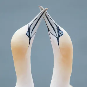 Two Northern Gannets -Morus bassanus- touching beaks to greet each other, Heligoland, Schleswig-Holstein, Germany