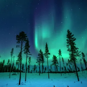 Northern Lights in the Trees