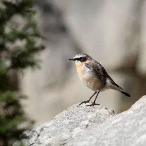 Northern Wheatear (Oenanthe oenanthe), males in eclipse plumage, Alpine Zoo Innsbruck, Tyrol, Austria, Europe