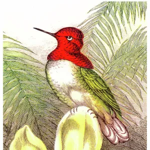 Old chromolithograph illustration of Anna's Hummingbird (Selasphorus floresii)