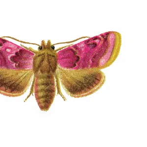 Old chromolithograph illustration of Periphanes delphinii moth