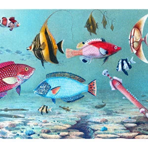 O Canvas Print Collection: Orbicular Batfish