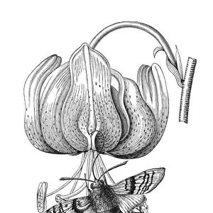 Old engraved illustration of Turks cap lily (Lilium martagon) pollinated by Hummingbird hawk-moth (Macroglossum stellatarum)