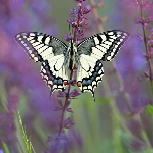 Old World Swallowtail -Papilio machaon-, between meadow sage, Pleven region, Bulgaria