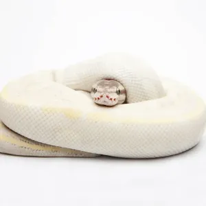 Opal Diamond Ball Python Print Opal Diamond Ball Python Print