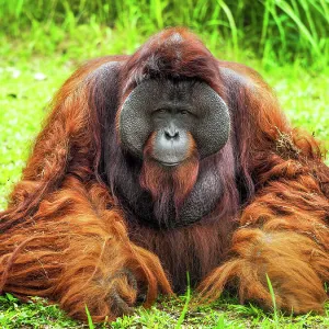 Orang Utan Kalimantan relaxing and basking in the sun