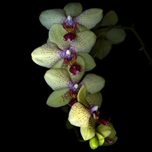 Orchid Cascade