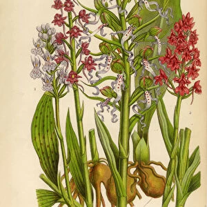 Orchid, Pyramidal Orchid, Lizard Orchid, Gymnadenia Victorian Botanical Illustration