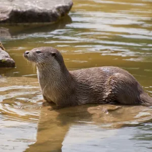 Otter (Lutra lutra), Wildpark Pforzheim zoo, Baden-Wuerttemberg, Germany, Europe