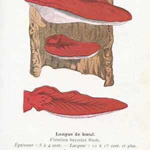 Ox tongue mushroom engraving 1895