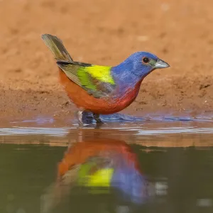 Painted Bunting