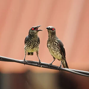 Starlings Photo Mug Collection: Asian Glossy Starling