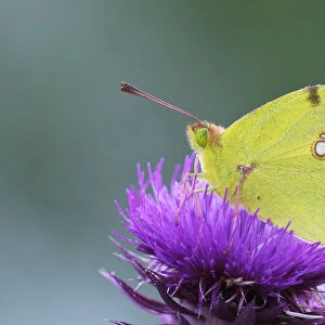 Pale Clouded Yellow -Colias hyale- on a flower, Bulgaria