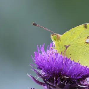 Pale Clouded Yellow -Colias hyale- on a flower, Bulgaria