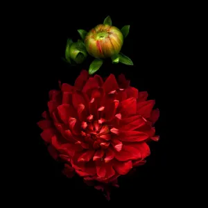 PASSIONATA in RED, Dahlia and buds