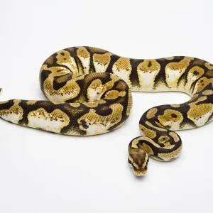 Pastel Calico Ball Python Print Pastel Calico Ball Python Print