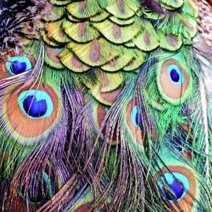 Peacock Feathers