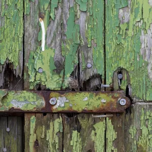 Peeling green paint on wooden boards and a hinge, Faroe Islands, Faroe Islands, Denmark