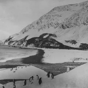 Penguins on Elephant Island aken during Sir Ernest Henry Shackletons Antarctic expedition on SS Endurance