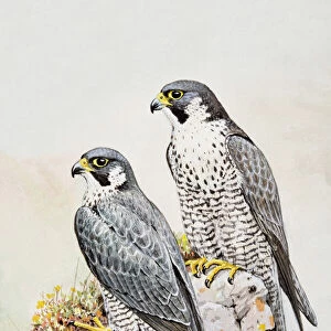 Grey Falcon